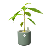 amazing avocado pot blad groen